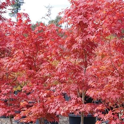 Shade & Ornamental Trees