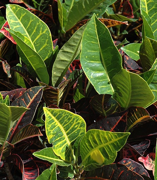 Croton - Image 2