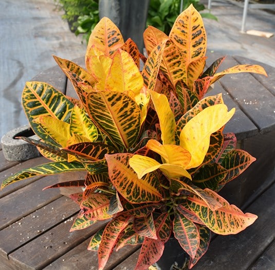 Croton - Image 3