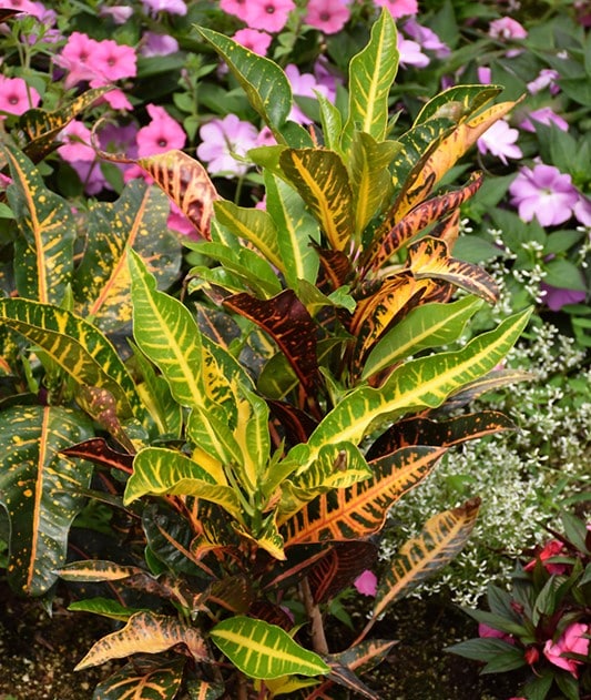 Croton