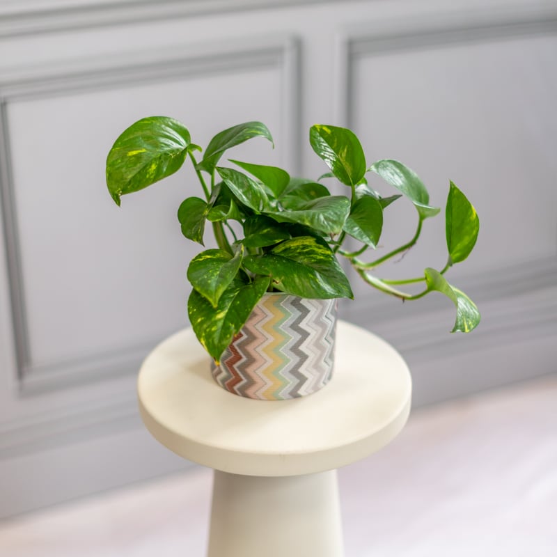 Pothos - Image 2