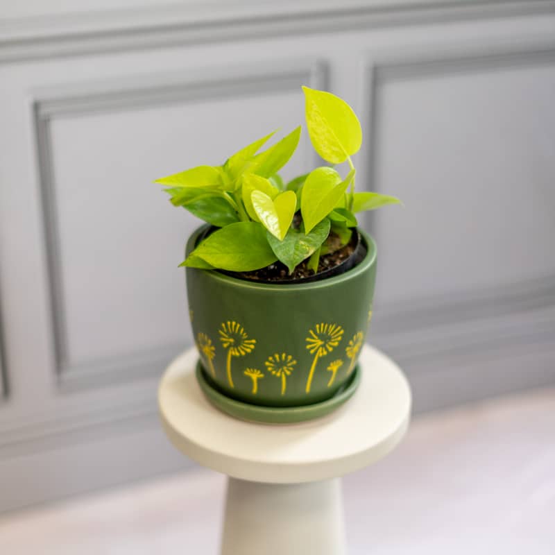 Pothos