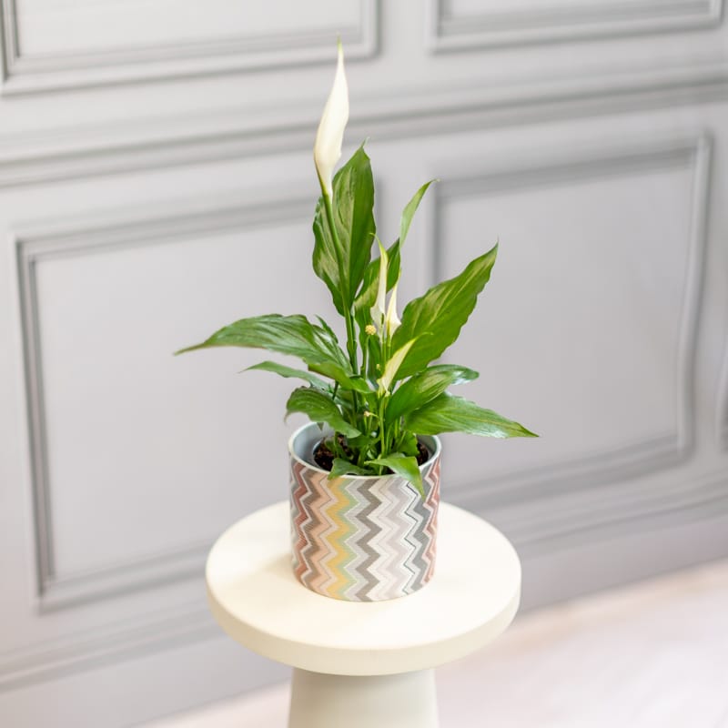 Spathiphyllum $10.99