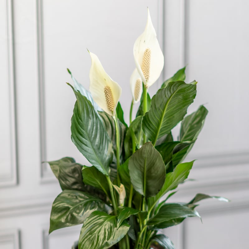 Peace Lily - Image 3