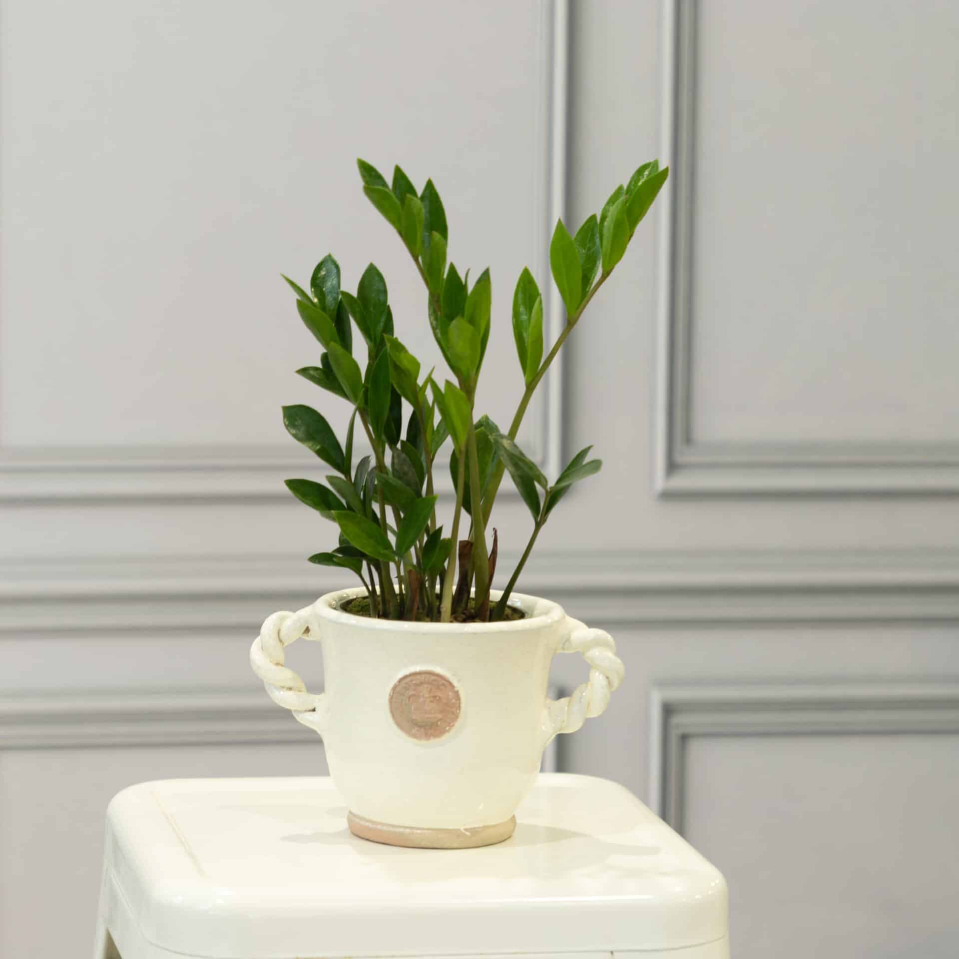 ZZ Plant $14.99