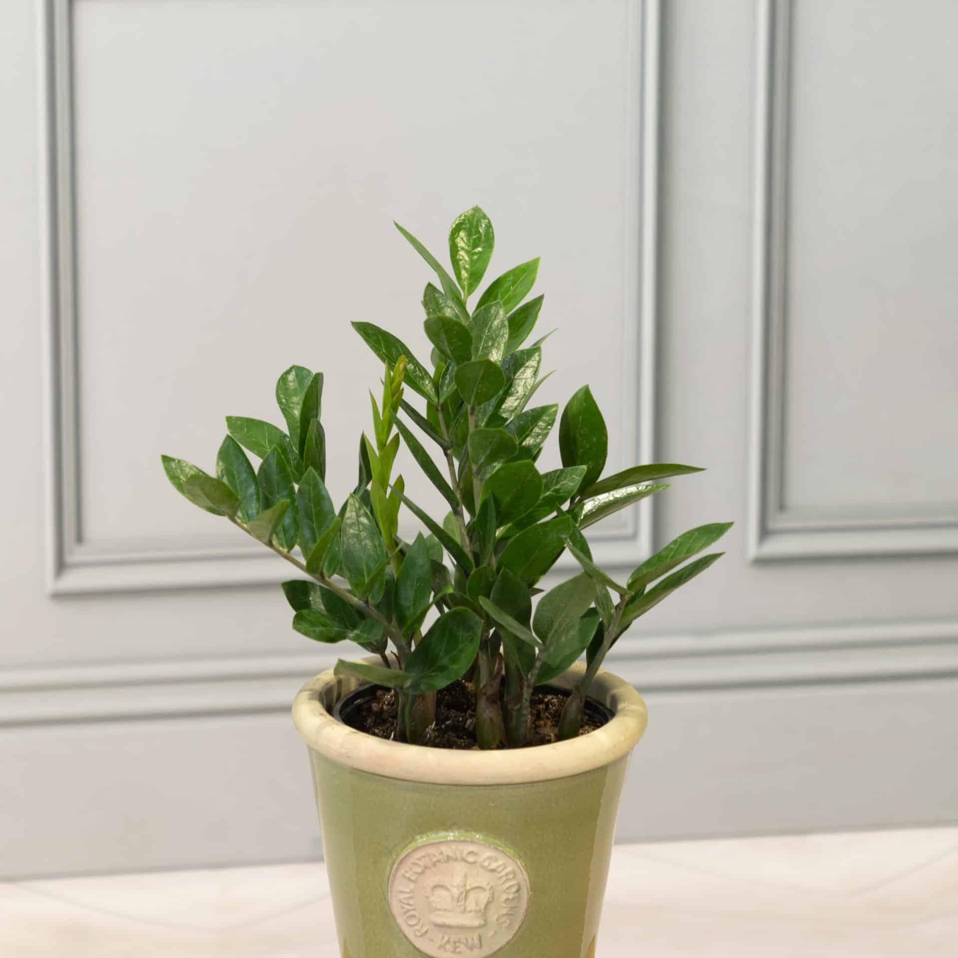 ZZ Plant $26.99