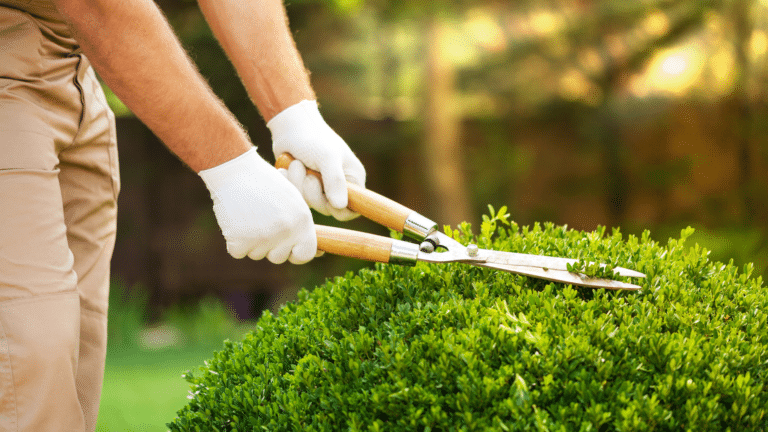 Person pruning shrub into round shape.