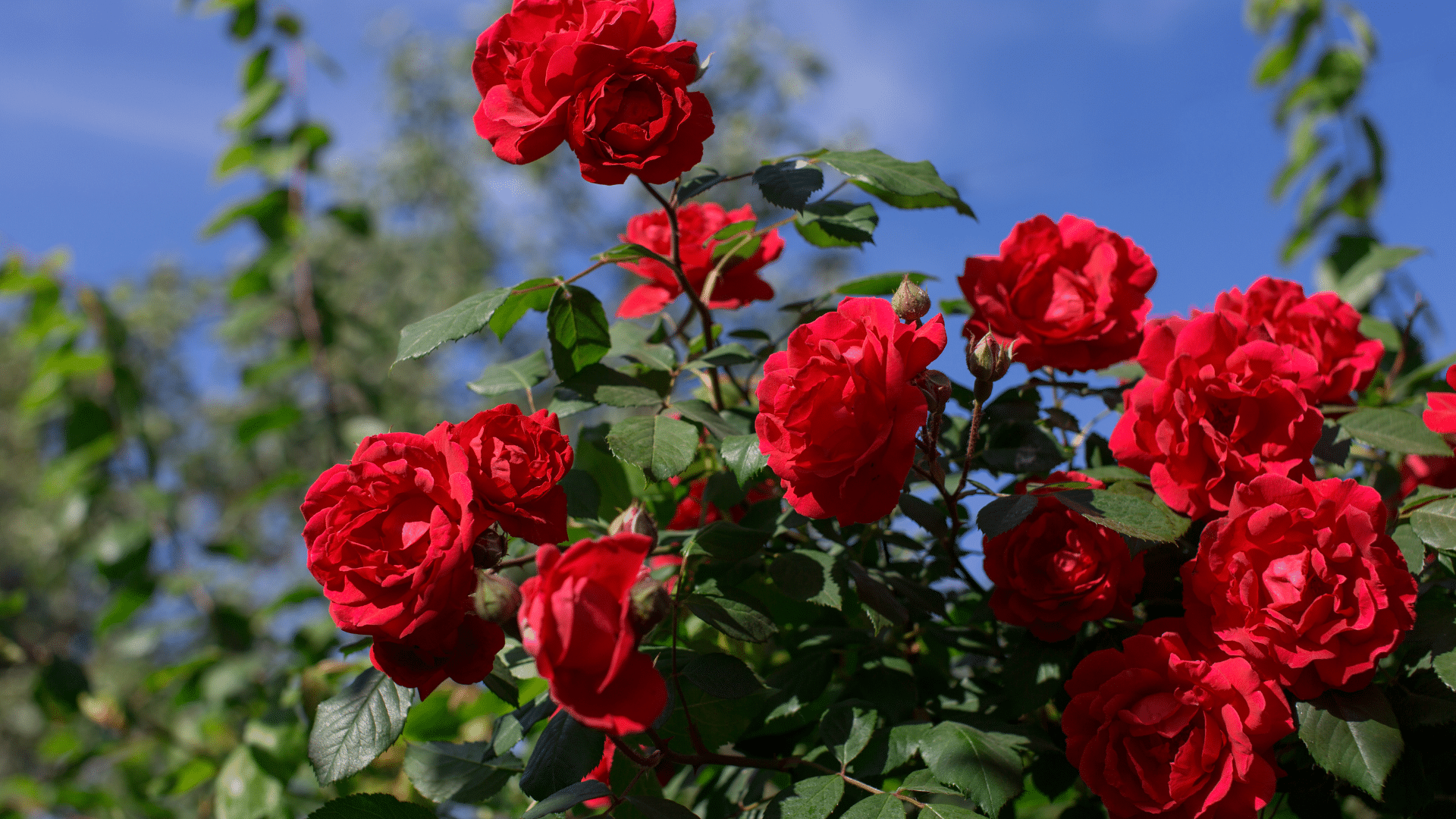 Red rose bush