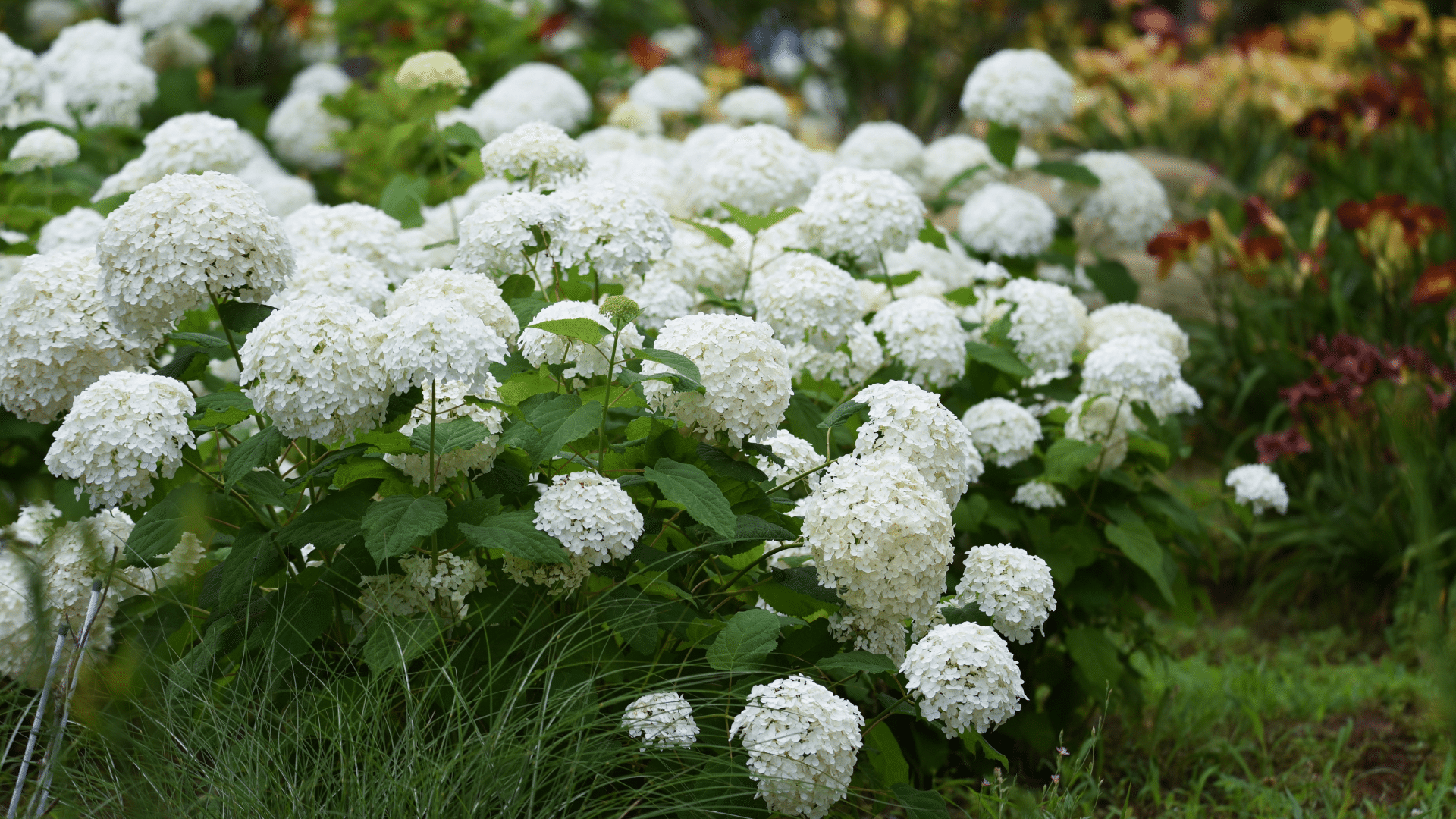 White Hydrangea shrub.