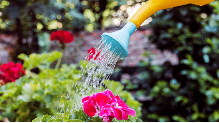 Person watering plants.