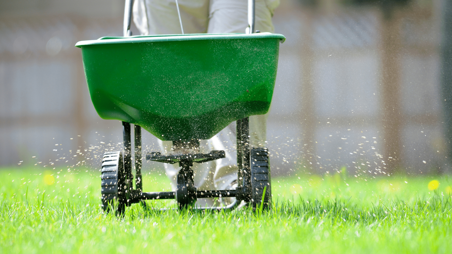 Person fertilizing lawn