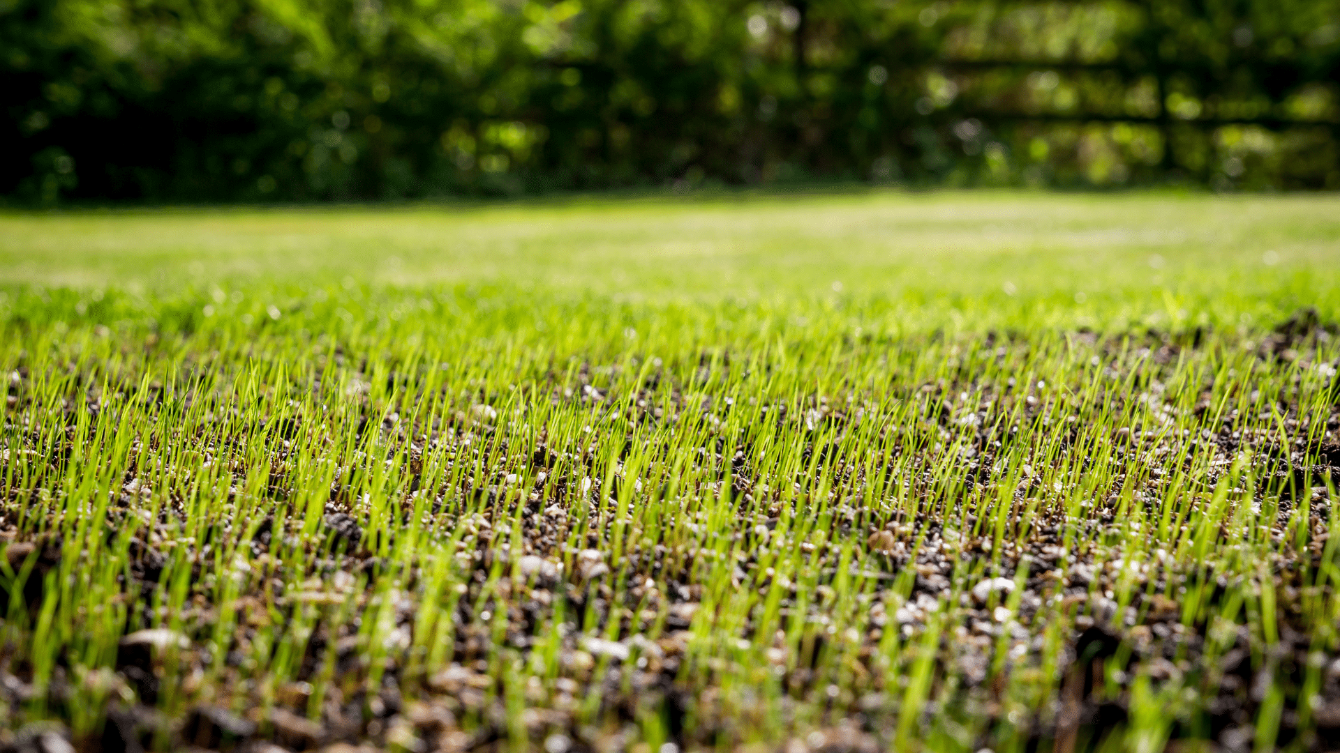 New grass growth