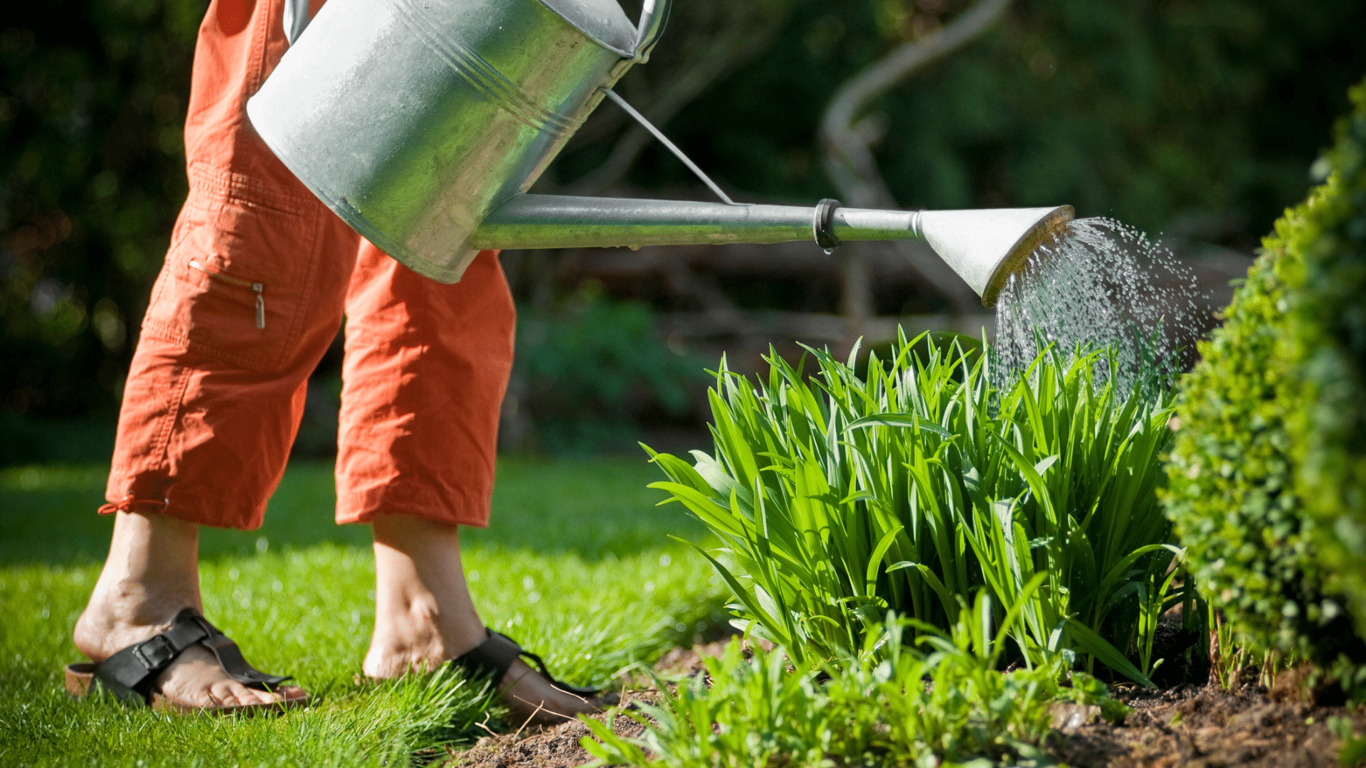 Person watering shrubs.