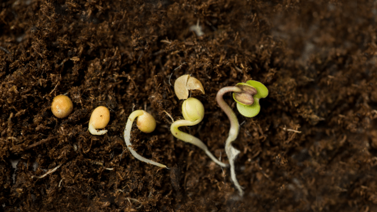 Growth stages of seeds.