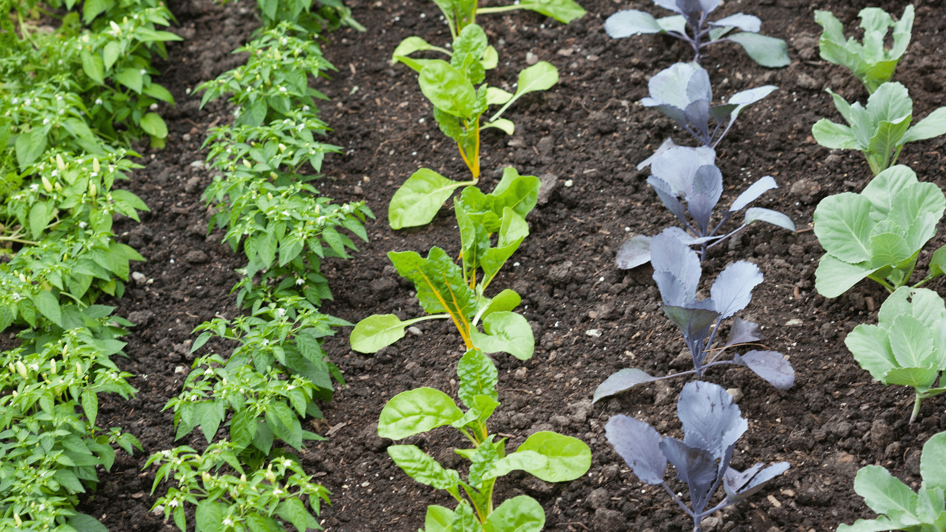 Vegetable garden.