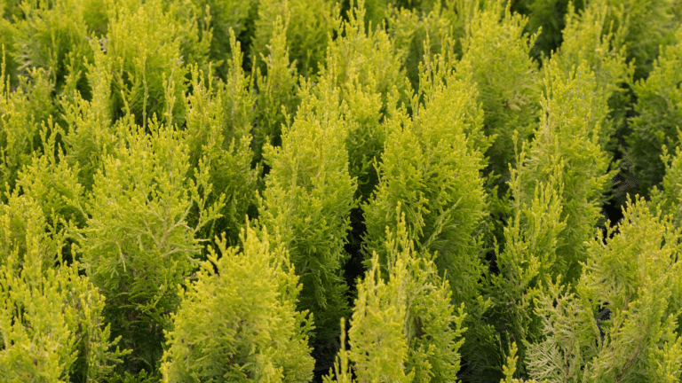 Emerald Green Arborvitae