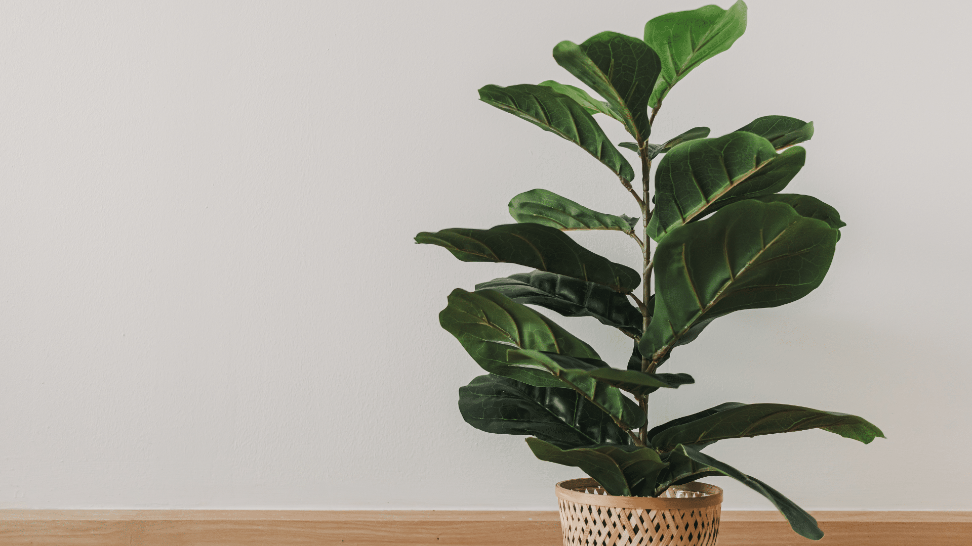 Fiddle Leaf Fig