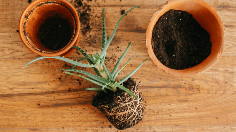 Repotting houseplant