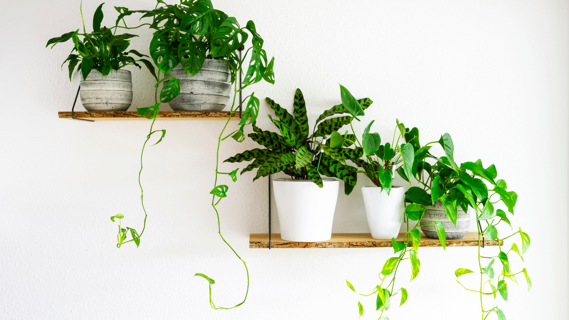 Houseplants