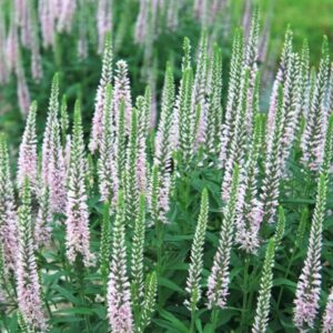 'Pink' Speedwell