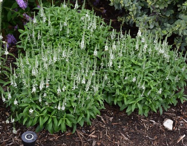 'White Wands' Speedwell #1 - Image 2