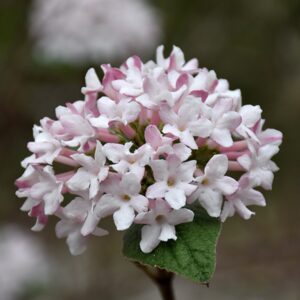 Viburnum, 'Spice Baby'