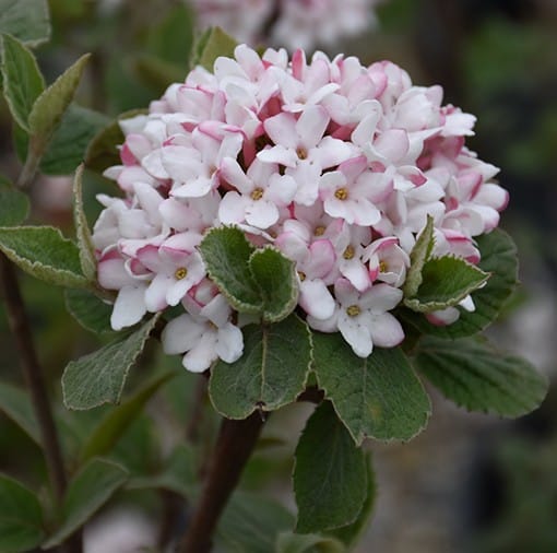 Viburnum, 'Spice Girl' - Image 2