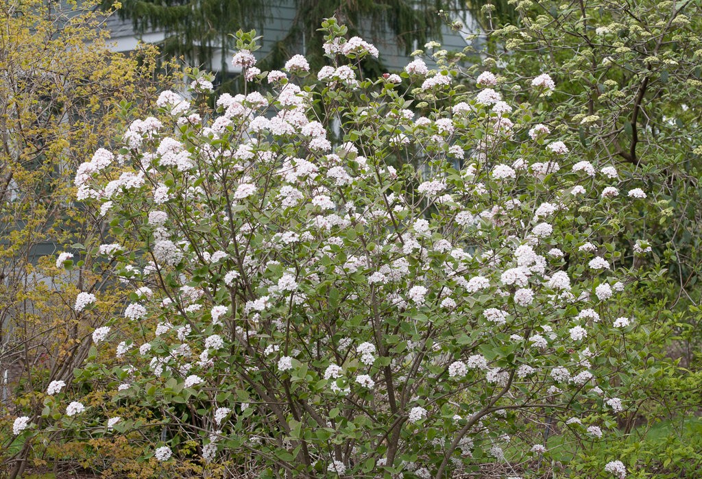 Viburnum, 'Spice Girl'
