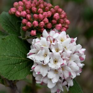 Viburnum, 'Spice Island'