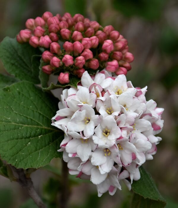 Viburnum, 'Spice Island'