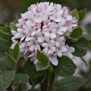 Viburnum, 'Sugar n Spice'