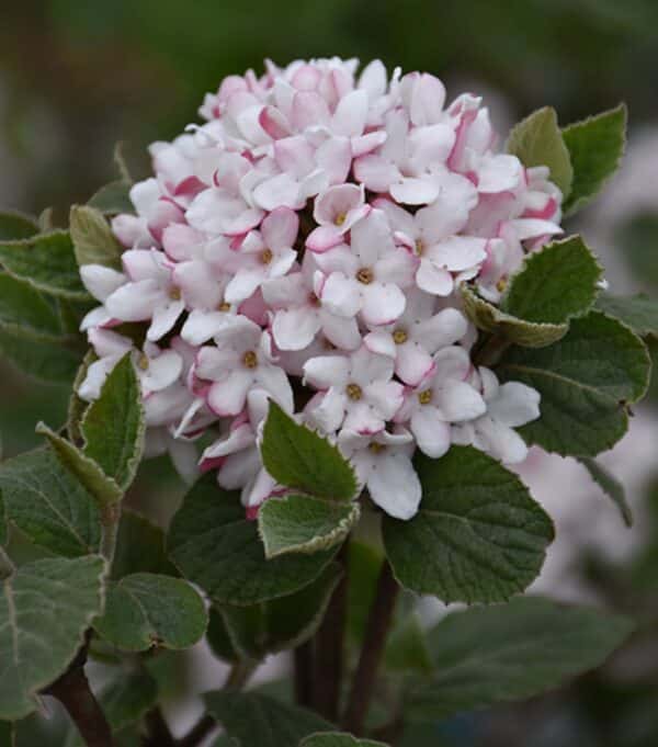 Viburnum, 'Sugar n Spice'