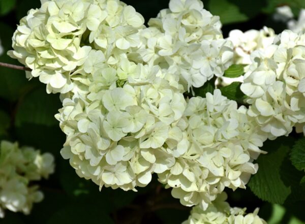 Viburnum, Doublefile 'Opening Day'