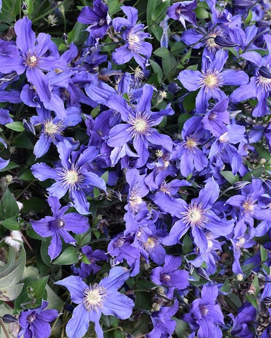 'Sapphire Indigo' Clematis