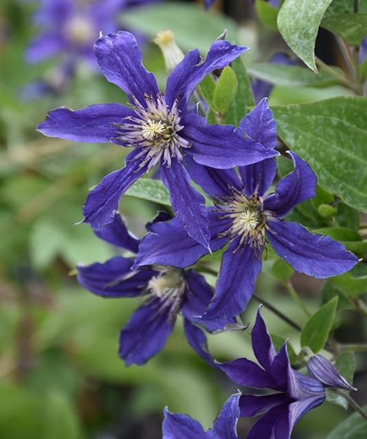 'Sapphire Indigo' Clematis - Image 2