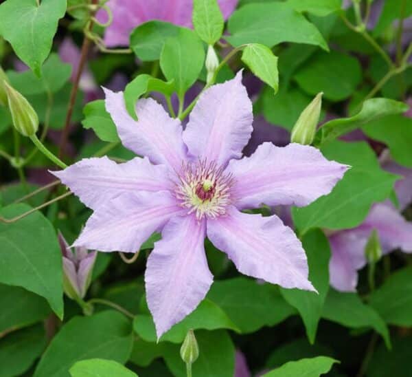 'Tumaini' Clematis