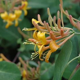 'Mandarin' Honeysuckle #1