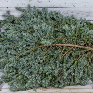 WD-Bale, Fraser Fir 20lb