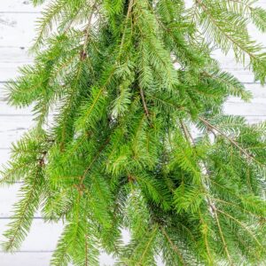 WD-Bunch, Douglas Fir