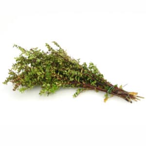 WD-Bunch, Red Huckleberry