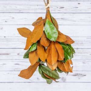 WD-Bunch, Magnolia Tips