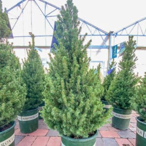 Winter Evergreen Dwarf Alberta Spruce