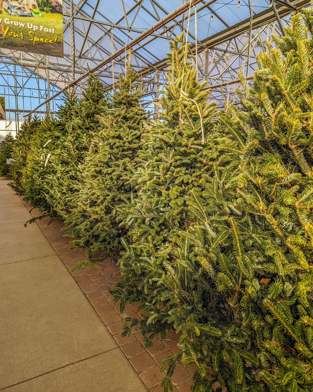Fresh Cut Tree - Fraser Fir - Image 2