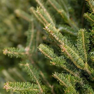 Fresh Cut Tree - Fraser Fir