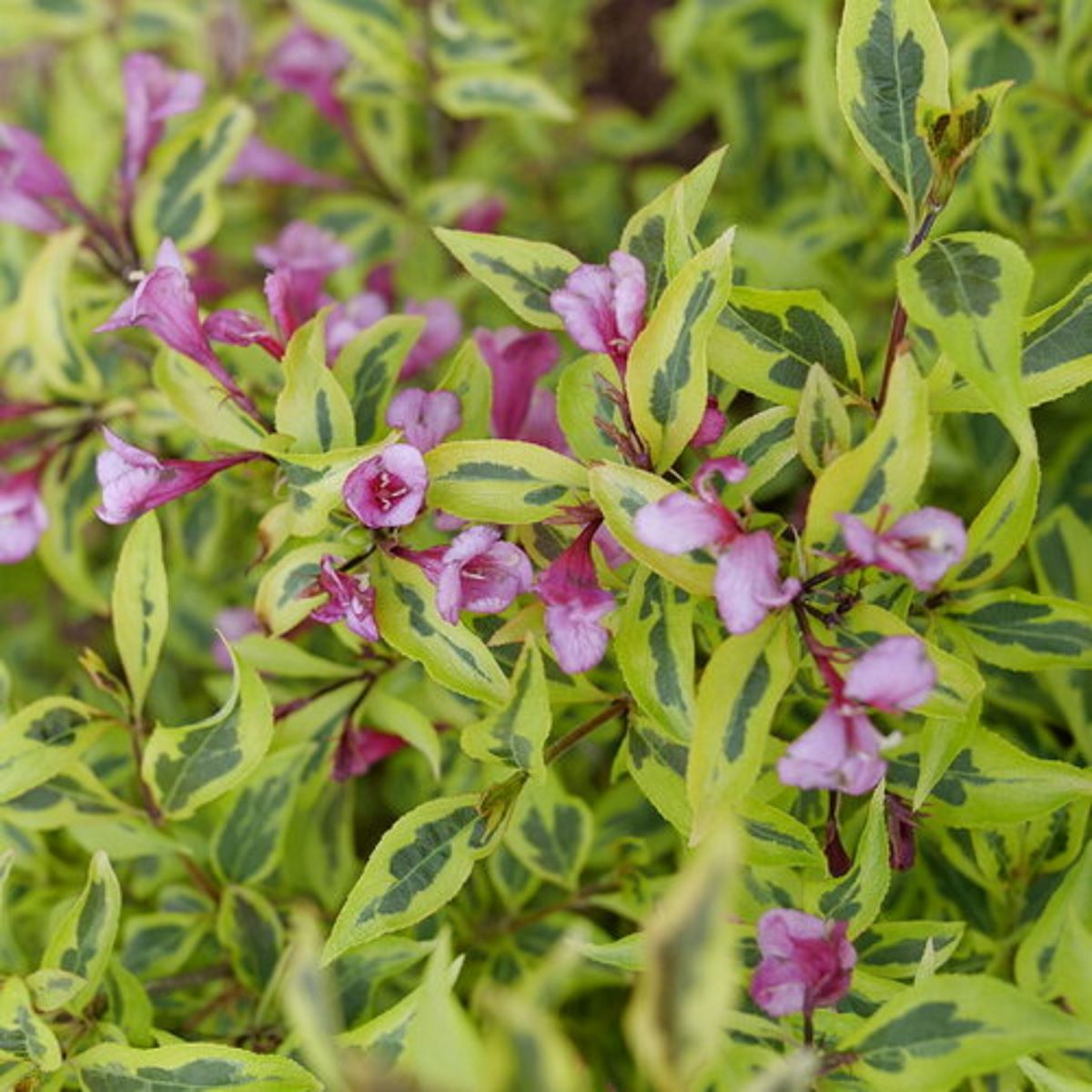 Weigela, 'Bubbly Wine'