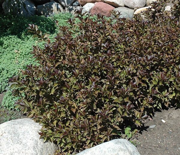 Weigela, 'Dark Horse' - Image 2