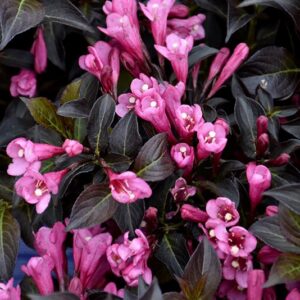 Weigela, 'Dark Horse'