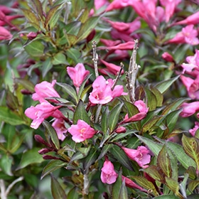 Weigela, 'Fine Wine' #3