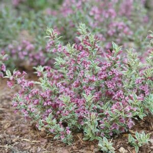 Weigela, 'My Monet' Purple Effect
