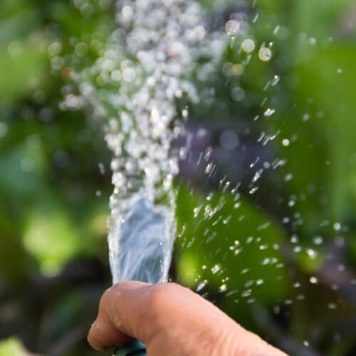 Hose spraying stream of water on blurred garden area